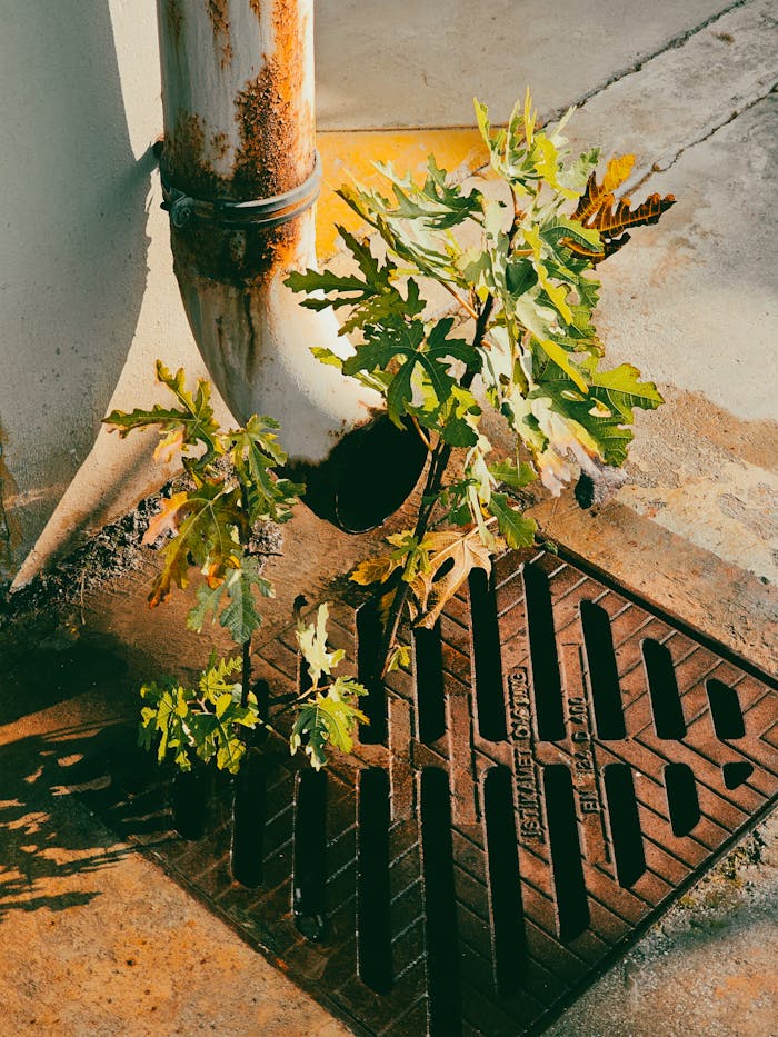 A rusty pipe near an urban drain with growing vegetation, depicting resilience.